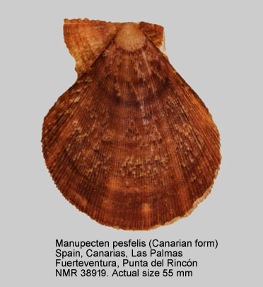 Manupecten pesfelis (Canarian form).jpg - Manupecten pesfelis(Linnaeus,1758)